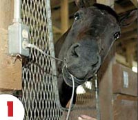 Horse