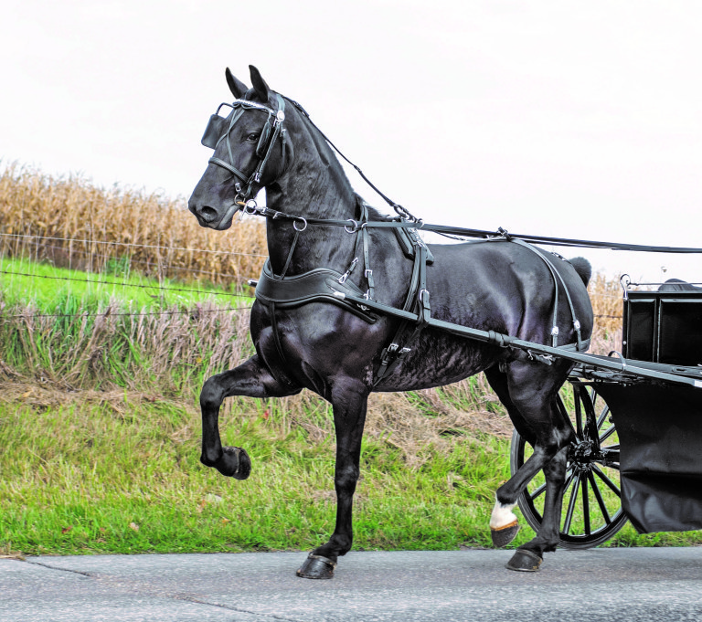 A fine carriage driving horse steps lively, demonstrating the improved, Deep Curve Breast Collar with quick-release buckle, made by Bowman Harness of Millersburg, Ohio. The one-piece collar is set higher to allow for unrestricted shoulder movement and is less likely to rub or pinch. A fine carriage driving horse steps lively, demonstrating the improved, Deep Curve Breast Collar with quick-release buckle, made by Bowman Harness of Millersburg, Ohio. The one-piece collar is set higher to allow for unrestricted shoulder movement and is less likely to rub or pinch.
