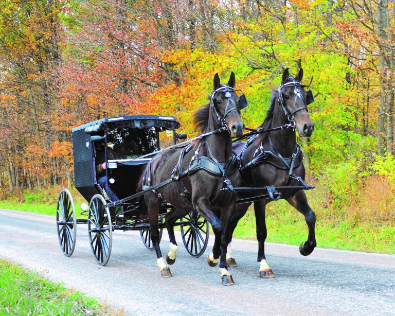 A Double Driving Harness with new, breast-style surrey rigging, by Bowman Harness of Millersburg, Ohio. A Double Driving Harness with new, breast-style surrey rigging, by Bowman Harness of Millersburg, Ohio.