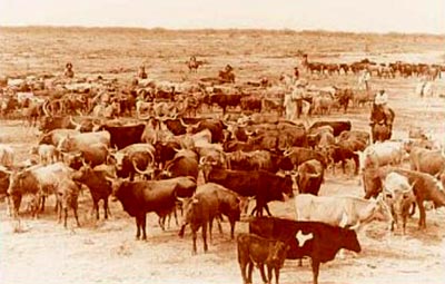 Cattle drives made cowboys Cattle drives made cowboys