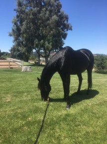 Advisor Brooke Salvini's horse Cole enjoys some grass out in a field. Salvini shares her passion for horses with many of her clients. Advisor Brooke Salvini's horse Cole enjoys some grass out in a field. Salvini shares her passion for horses with many of her clients.