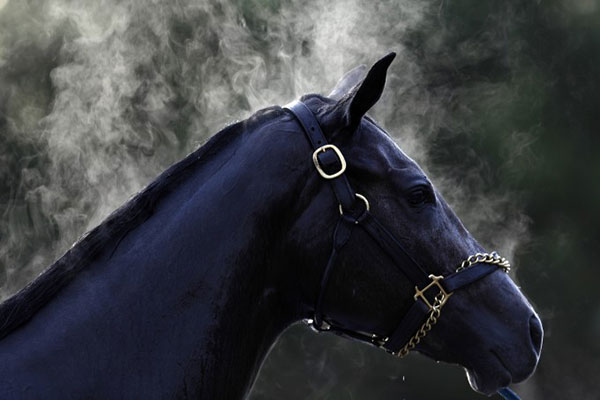 Making a commitment to a horse can span decades, creating greater financial needs than even saving for college or retirement. Photo credit: Bloomberg.