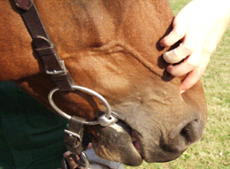 FLAIR® Equine Nasal Strips - With and Without FLAIR® Equine Nasal Strips - With and Without