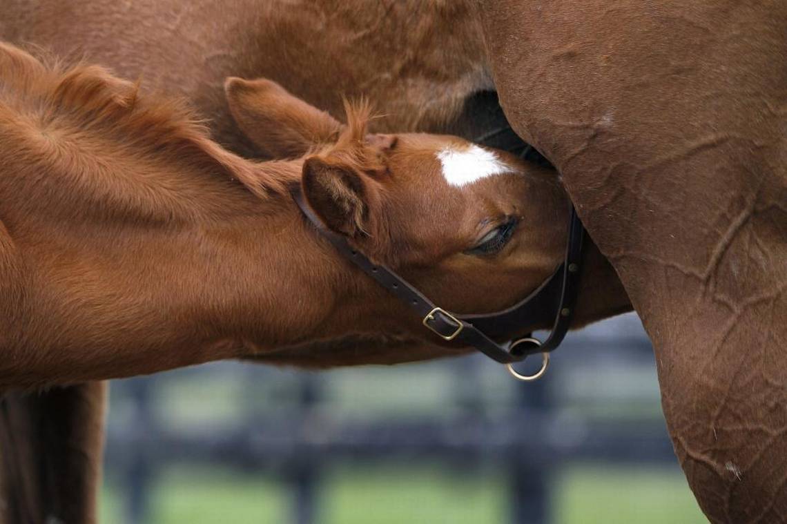 This foal, a colt by Kentucky Derby winner Animal Kingdom, was rejected by his mother at birth, but soon found a new mom in Maizelle, a mare who lost her baby during foaling days before his birth, at Machmer Hall farm in Paris. This foal, a colt by Kentucky Derby winner Animal Kingdom, was rejected by his mother at birth, but soon found a new mom in Maizelle, a mare who lost her baby during foaling days before his birth, at Machmer Hall farm in Paris.