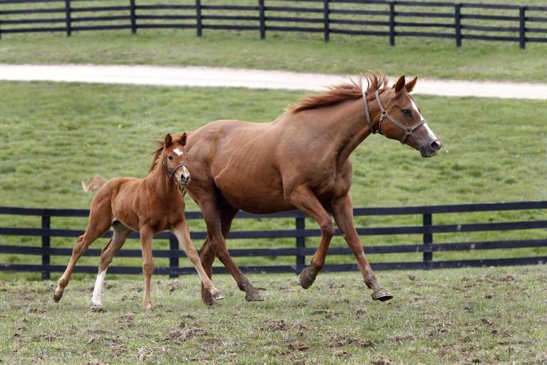 Photo courtesy of Equine Guelph