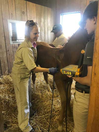 Foal Q & A with Rood & Riddle’s Dr. Laurie Metcalfe Foal Q & A with Rood & Riddle’s Dr. Laurie Metcalfe