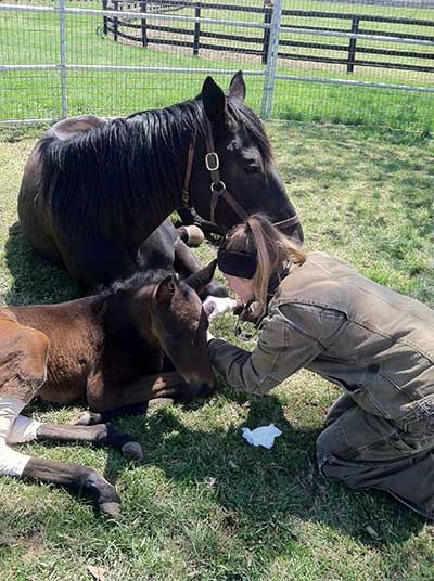Foal Q & A with Rood & Riddle’s Dr. Laurie Metcalfe Foal Q & A with Rood & Riddle’s Dr. Laurie Metcalfe