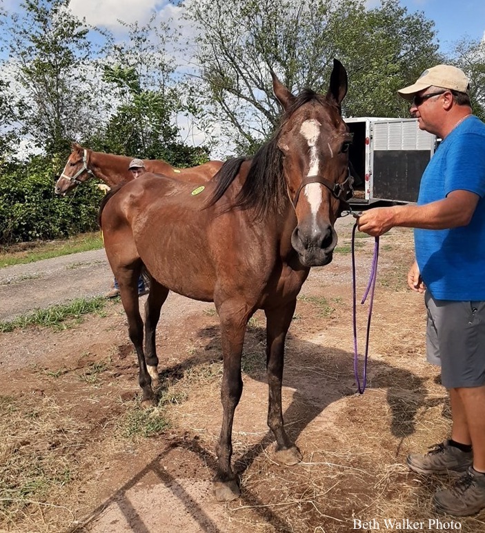 Tack Room after her rescue from the pen Tack Room after her rescue from the pen