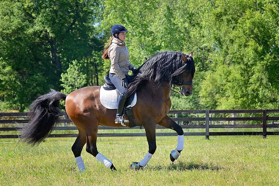 Equine Info Exchange Equine Info Exchange