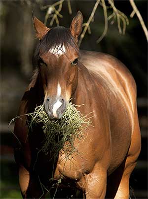 Equine Info Exchange