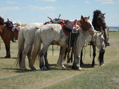 The horses taking a well deserved rest. The riders of the Gobi Gallop take a break every 10 kilometres or so with a long break at 35 kilometres for lunch. Managing the horses ( and riders!) endurance is key to the success of the ride. Each rider has two horses that they switch off on.