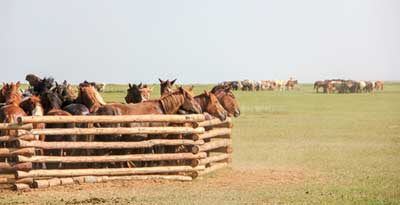 Mongolian herdsmen teach us horsemanship skills handing down from the time of Ghenghis Khan. © Gobi Desert Cup Mongolian herdsmen teach us horsemanship skills handing down from the time of Ghenghis Khan. © Gobi Desert Cup