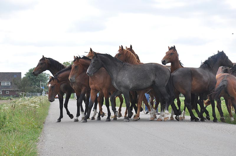 Dutch Warmbloods, a Herd in Friesland Dutch Warmbloods, a Herd in Friesland