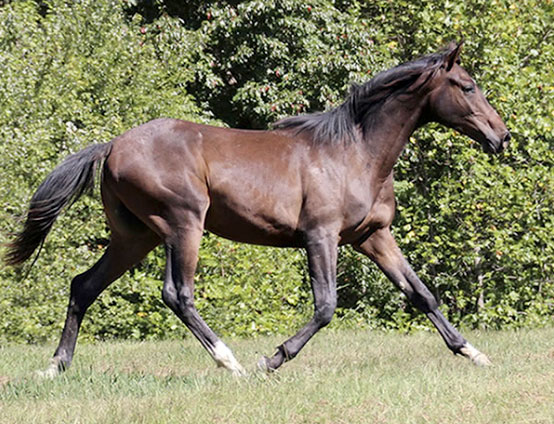 BellFast 4 year old gelding BellFast 4 year old gelding