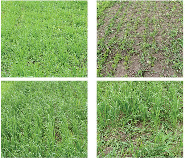 Pre- and post-grazing of winter wheat (highly preferred; top) and spring oat (less preferred; bottom). Pre- and post-grazing of winter wheat (highly preferred; top) and spring oat (less preferred; bottom).