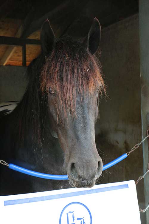 Red highlights in his forelock. (Julie June Stewart photo) Red highlights in his forelock. (Julie June Stewart photo)