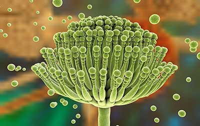 Mold spores that contribute to Equine Asthma Mold spores that contribute to Equine Asthma