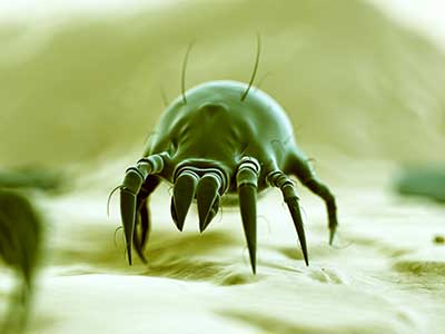 Mites that contribute to Equine Asthma Mites that contribute to Equine Asthma