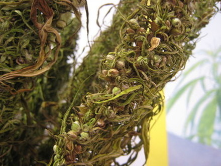 Stalks of dried hemp seeds Hemp seeds are high in the quality protein and fatty acids your horse needs to maintain and repair healthy tissues. © 2015 by D-Kuru Stalks of dried hemp seeds Hemp seeds are high in the quality protein and fatty acids your horse needs to maintain and repair healthy tissues. © 2015 by D-Kuru