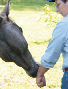 Horse Speak: The Equine-Human Translation Guide Horse Speak: The Equine-Human Translation Guide