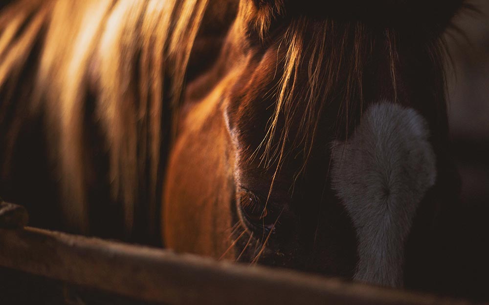 Horses in Translation by Sharon Wilsie Horses in Translation by Sharon Wilsie