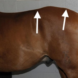 Hunter’s Bump – visible results from a saddle which was too long and exerted too much pressure at and behind the 18th lumbar vertebra. Hunter’s Bump – visible results from a saddle which was too long and exerted too much pressure at and behind the 18th lumbar vertebra.