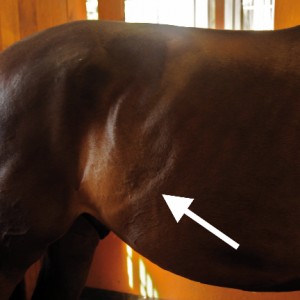 Stress Lines – constant muscular contraction resulting in incorrect definition at the flank. This can be caused by a saddle sitting on the withers or one that presses down on the spinal column. Stress Lines – constant muscular contraction resulting in incorrect definition at the flank. This can be caused by a saddle sitting on the withers or one that presses down on the spinal column.