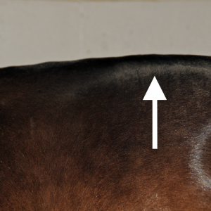Uneven rump – subluxation of the lumbar vertebrae as a result of pressure at CN11 – causing the horse to block its movement instinctively, yet responding to the rider’s impulse to move forward. The subluxation can be likened to the result of trying to drive a car while the hand brake is on; it will move forward reluctantly with resulting damage that may show up later. Uneven rump – subluxation of the lumbar vertebrae as a result of pressure at CN11 – causing the horse to block its movement instinctively, yet responding to the rider’s impulse to move forward. The subluxation can be likened to the result of trying to drive a car while the hand brake is on; it will move forward reluctantly with resulting damage that may show up later.