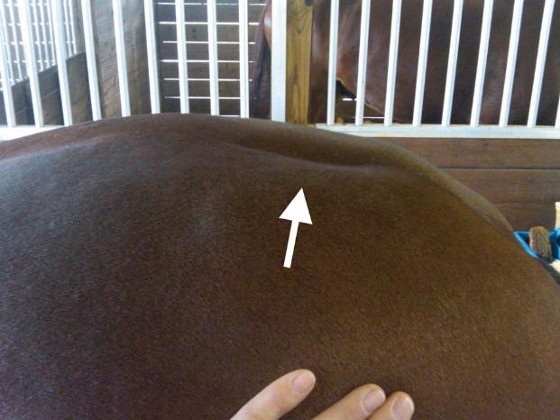 Abnormal muscle development – a saddle which was too long coupled with incorrect training results in an abnormal development of the loin muscle area. Abnormal muscle development – a saddle which was too long coupled with incorrect training results in an abnormal development of the loin muscle area.