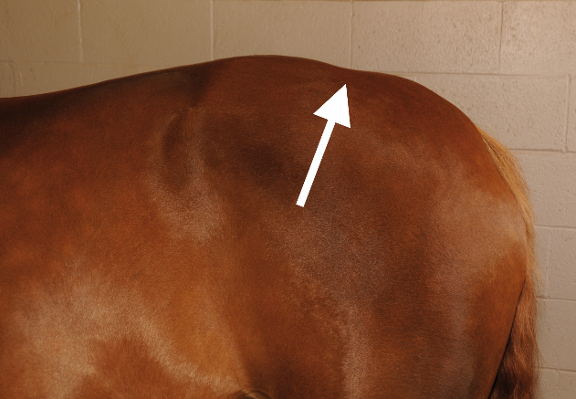 Dip at the Croup – The muscular development at the loins here was due to a gullet channel that was too narrow. You don’t want this “dip” at the croup but rather a nice, evenly rounded rump. Dip at the Croup – The muscular development at the loins here was due to a gullet channel that was too narrow. You don’t want this “dip” at the croup but rather a nice, evenly rounded rump.