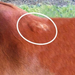 White Hair Marks – white marks as the result of either a saddle pad which was too thick or made using manmade materials that has no ability to “breathe”. White Hair Marks – white marks as the result of either a saddle pad which was too thick or made using manmade materials that has no ability to “breathe”.