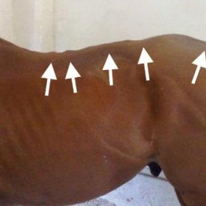Kissing Spine – this visibly subluxated back all along its length is the result of poor riding over many years compounded with an ill-fitting saddle. Kissing Spine – this visibly subluxated back all along its length is the result of poor riding over many years compounded with an ill-fitting saddle.