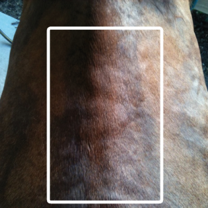 Treeless Saddle Damage – Damage to the dorsal ligament system is often the result of using treeless saddles or from a gullet channel that is too narrow. The rider’s weight will not be equally or optimally distributed over the weight bearing surface of the horse’s saddle support area and sits mainly on the spine. Treeless Saddle Damage – Damage to the dorsal ligament system is often the result of using treeless saddles or from a gullet channel that is too narrow. The rider’s weight will not be equally or optimally distributed over the weight bearing surface of the horse’s saddle support area and sits mainly on the spine.