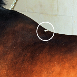White spots – Saddle pads or horse blankets should be anatomically correct and show a wither relief area at the front to avoid pressure spots manifested in the appearance of white hairs. White spots – Saddle pads or horse blankets should be anatomically correct and show a wither relief area at the front to avoid pressure spots manifested in the appearance of white hairs.