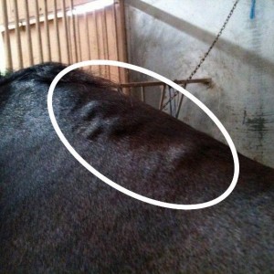 Blisters can result from incorrect tree width or angle, a fall by the horse with the saddle still on it, or sliding saddle pads (among other possible causes including poor riding). Blisters can result from incorrect tree width or angle, a fall by the horse with the saddle still on it, or sliding saddle pads (among other possible causes including poor riding).