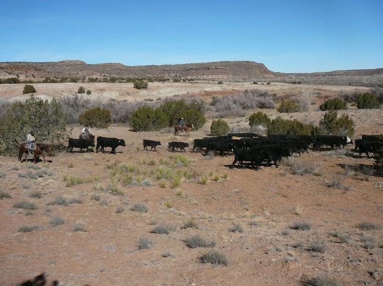 Creek Working Ranch, New Mexico Creek Working Ranch, New Mexico