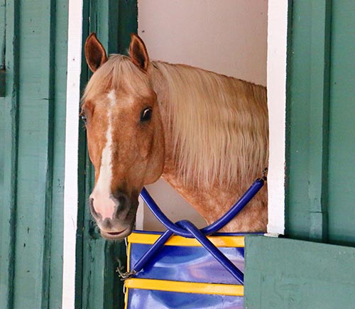 Sunny at Pimlico. (Julie June Stewart photo) Sunny at Pimlico. (Julie June Stewart photo)