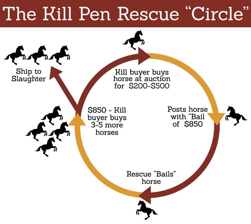 Kill Pen Rescue Circle, graphic courtesy of Equine Assistance Project Kill Pen Rescue Circle, graphic courtesy of Equine Assistance Project