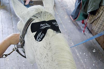 Kinesiology Taping for Horses by Katja Bredlau-Morich Kinesiology Taping for Horses by Katja Bredlau-Morich