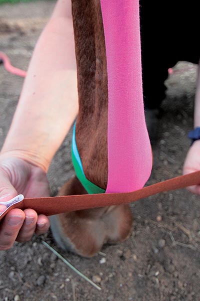 Kinesiology Taping for Horses by Katja Bredlau-Morich Kinesiology Taping for Horses by Katja Bredlau-Morich