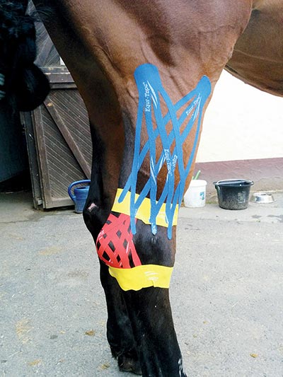 Kinesiology Taping for Horses by Katja Bredlau-Morich Kinesiology Taping for Horses by Katja Bredlau-Morich