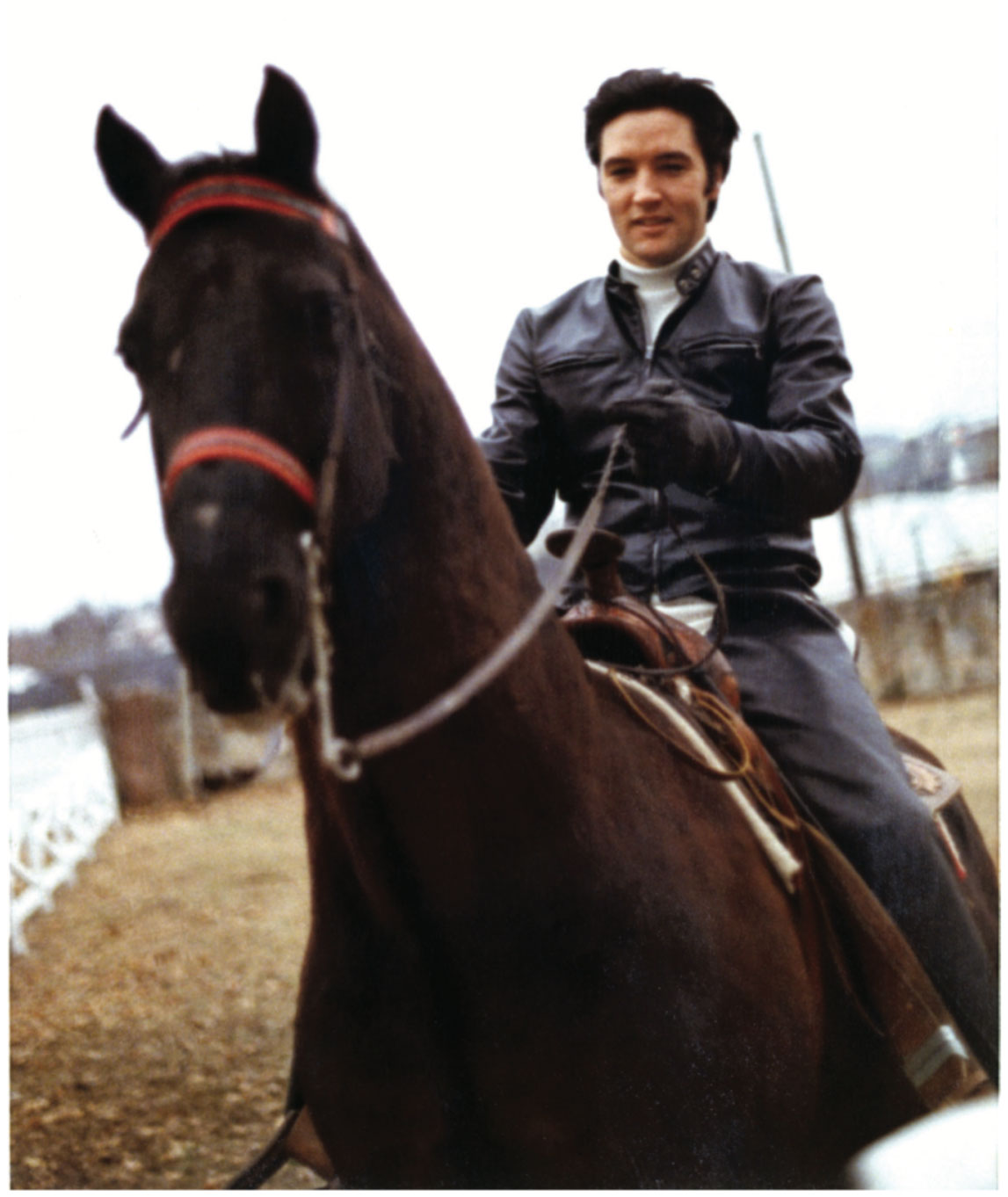 Elvis poses aboard his beloved Tennessee Walking Horse, Bear, in this candid photograph taken on January 1, 1968. © Magma Agency / Wireimage / Getty Images. Elvis poses aboard his beloved Tennessee Walking Horse, Bear, in this candid photograph taken on January 1, 1968. © Magma Agency / Wireimage / Getty Images.