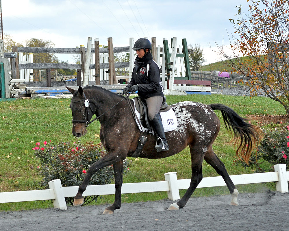 Padraign, A Knabstrupper Horse Padraign, A Knabstrupper Horse