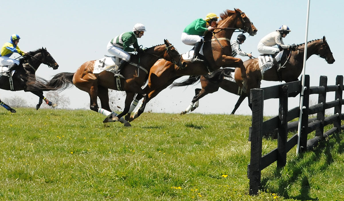 Irish Thoroughbred Ebanour ridden by Gustav Dahl Irish Thoroughbred Ebanour ridden by Gustav Dahl