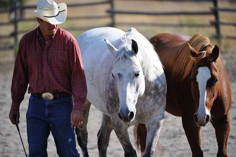 The Art of Liberty Training for Horses by Jonathan Field The Art of Liberty Training for Horses by Jonathan Field