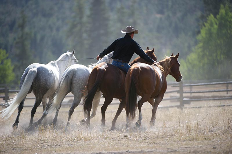 The Art of Liberty Training for Horses by Jonathan Field The Art of Liberty Training for Horses by Jonathan Field