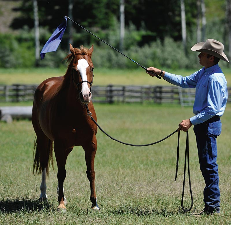 The Art of Liberty Training for Horses by Jonathan Field The Art of Liberty Training for Horses by Jonathan Field