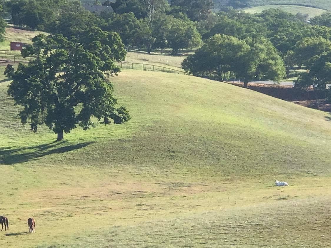 One of the retirement pastures at Asuncíon Valley Farm. Photo courtesy of Lori Johnston One of the retirement pastures at Asuncíon Valley Farm. Photo courtesy of Lori Johnston