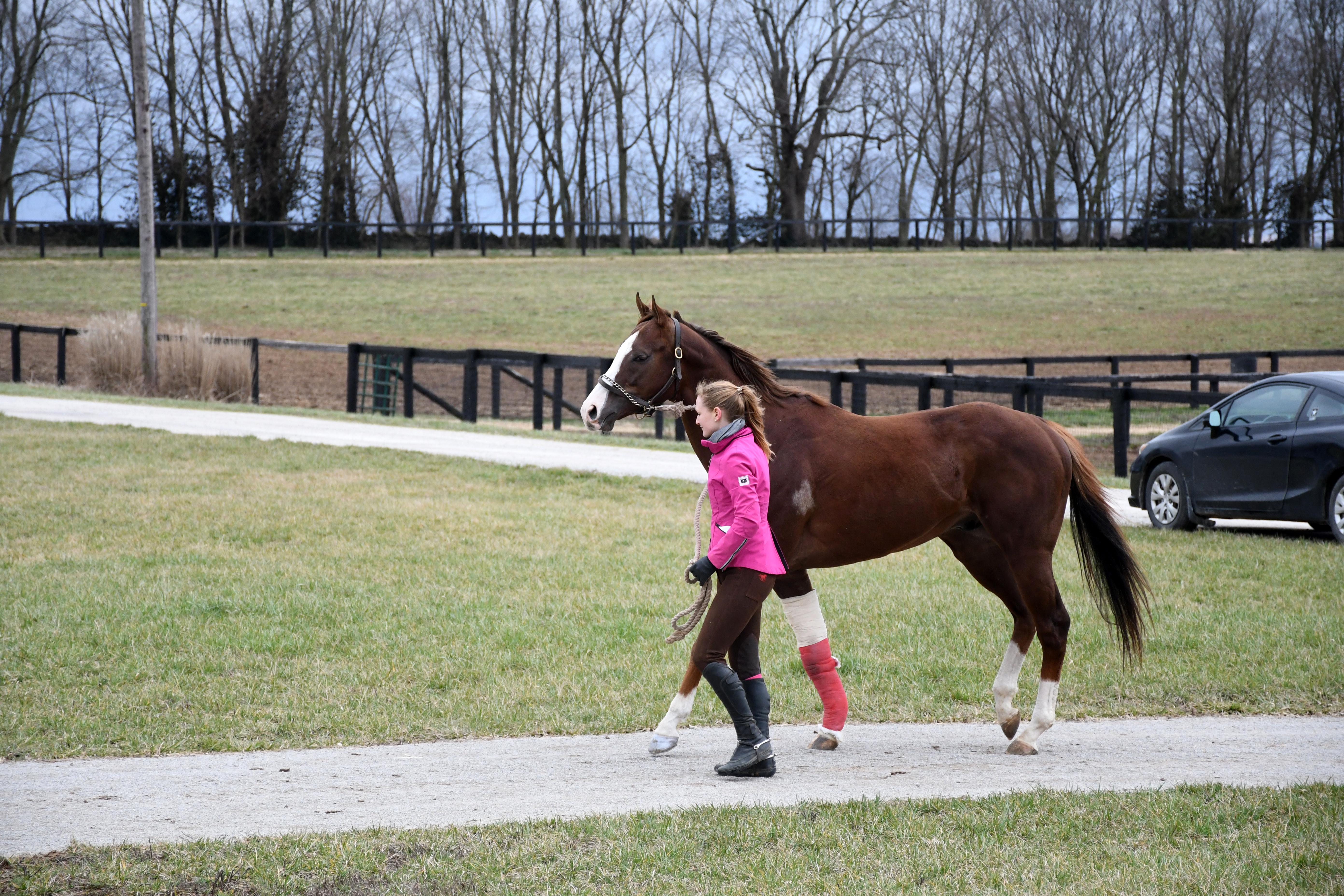 London House arriving at New Vocations’ Kentucky facility. (Melissa Bauer-Herzog/America's Best Racing) London House arriving at New Vocations’ Kentucky facility. (Melissa Bauer-Herzog/America's Best Racing)