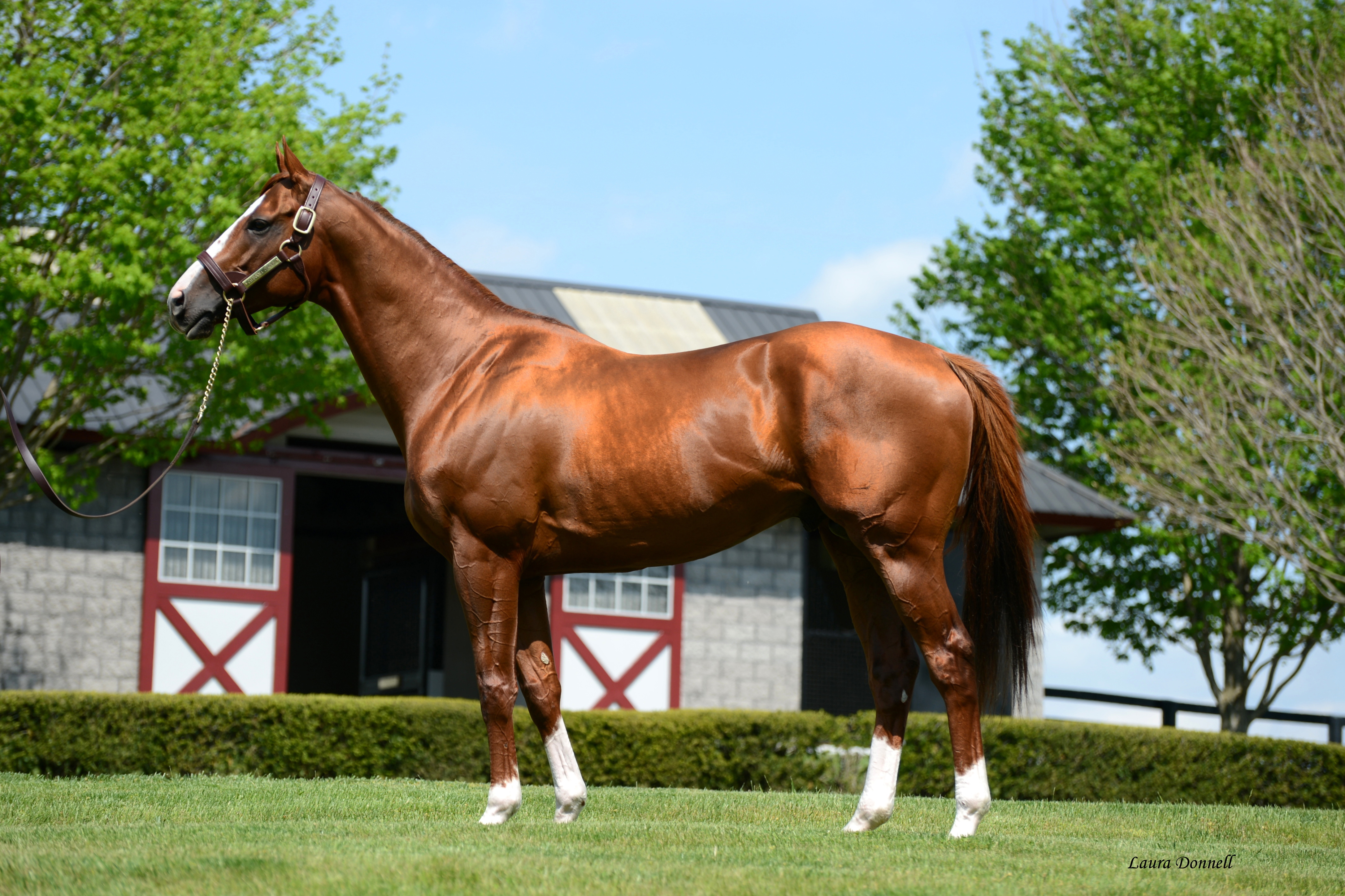 California Chrome © Laura Donnell California Chrome © Laura Donnell